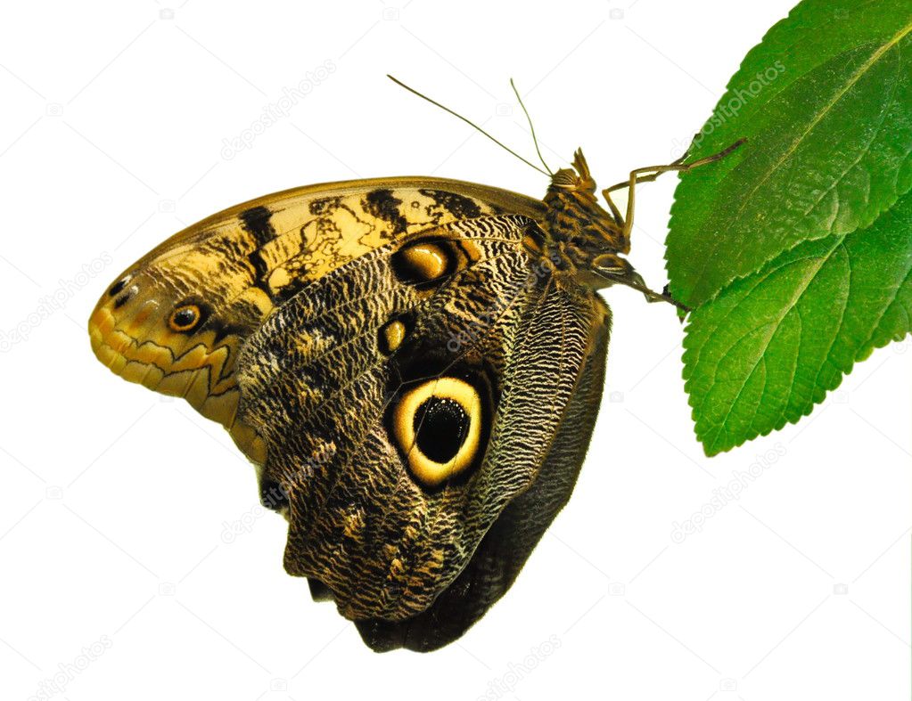 Butterfly (Caligo memnon).
