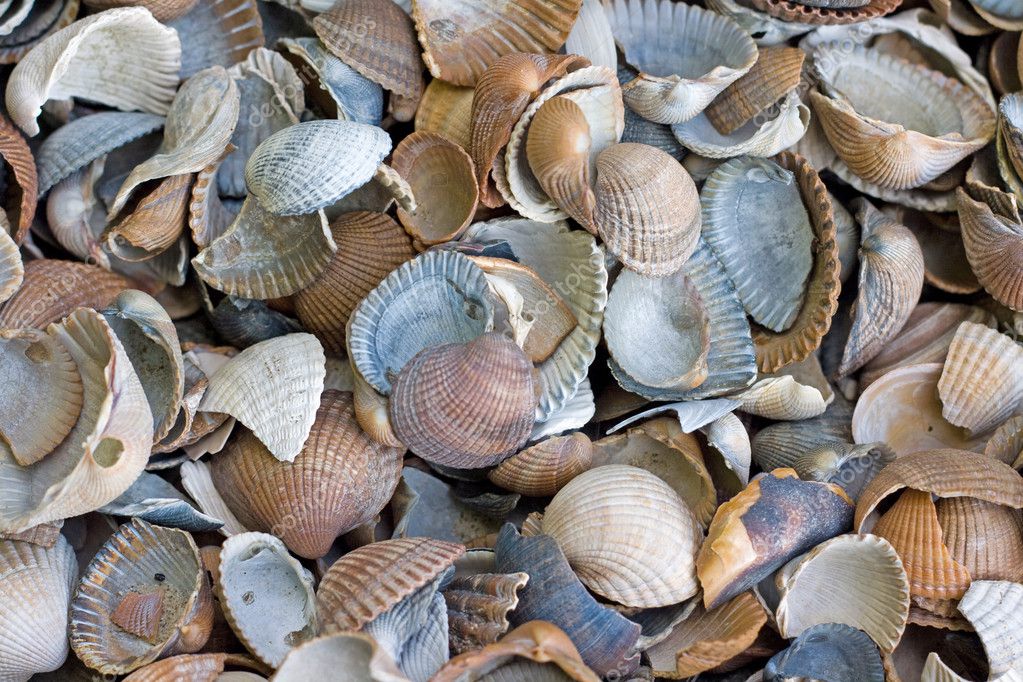 Sea clams — Stock Photo © tasevski 5039881