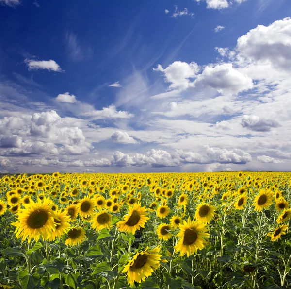 stock image Field of the yellow sunflowers. Sky amd clouds