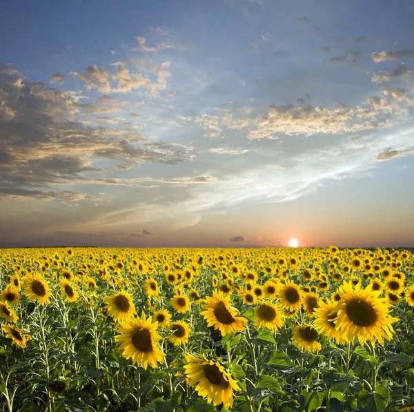 Sunset Field Yellow Sunflowers Sky Amd Clouds — Stock Photo, Image