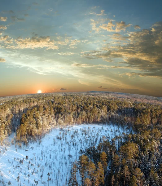 Krásný Západ Slunce Divokého Lesa Panoramatický Pohled — Stock fotografie