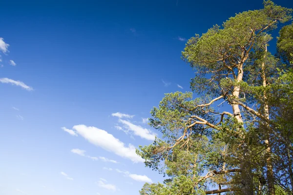 Грен Голубое Небо — стоковое фото