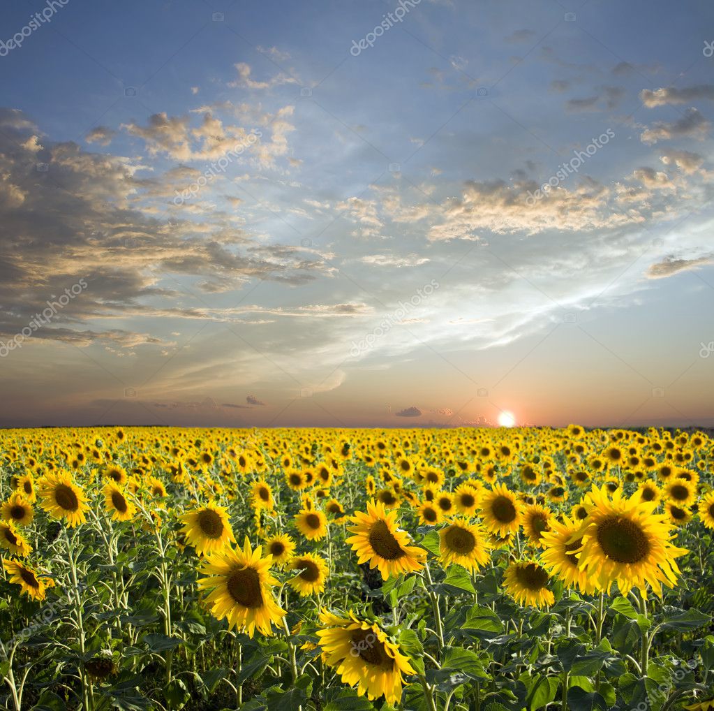 Sunflowers sunset — Stock Photo © SGVX #4979498