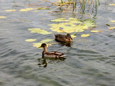 Pair of ducks clipart
