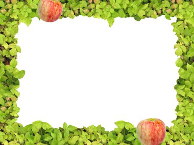 Green frame anf apple clipart