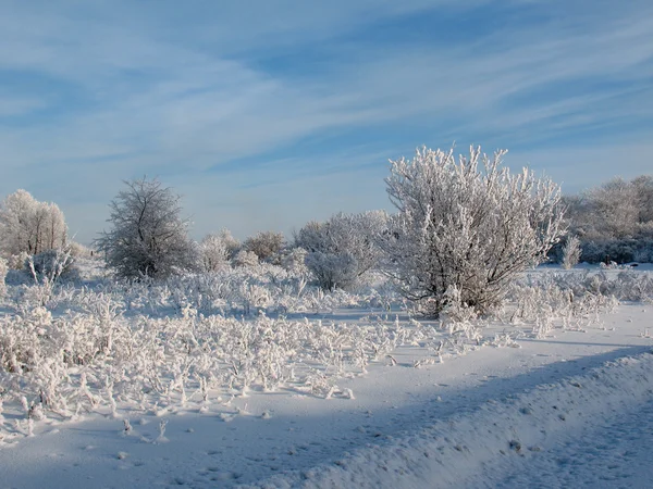 Winter forest 3 — Stockfoto