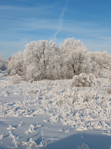 Winter forest 4 — Stockfoto