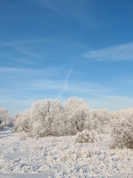 Vintern skog 4 — Stockfoto