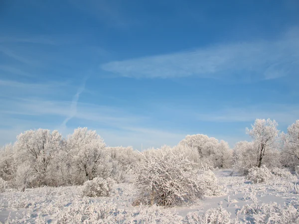 Winter forest 6 — Stockfoto
