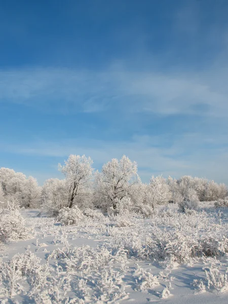 Зимний лес 7 — стоковое фото