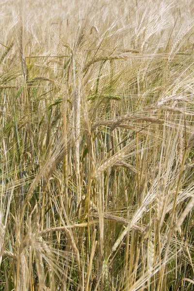 Tige du blé — Photo