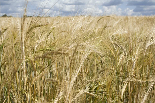 Oído del trigo —  Fotos de Stock