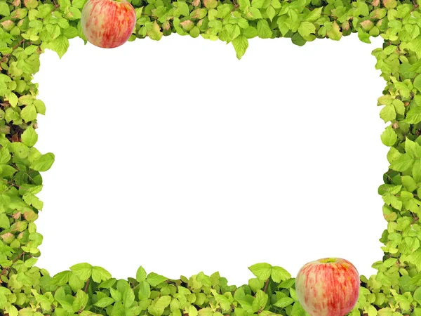Πράσινο πλαίσιο anf μήλο — Φωτογραφία Αρχείου