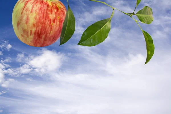 stock image Apple tree