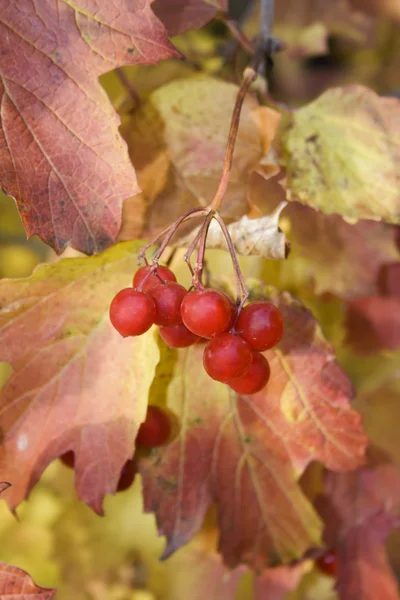 Kilka czerwone jagody w lesie jesienią — Zdjęcie stockowe