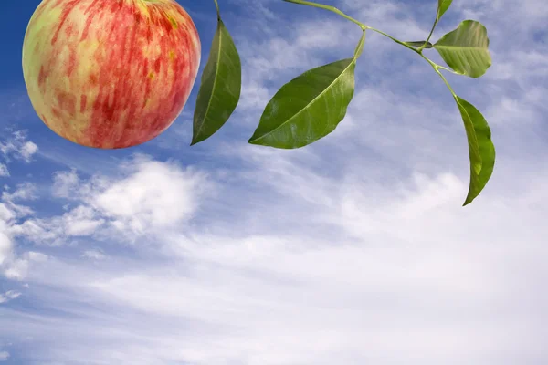 stock image Ripe apple