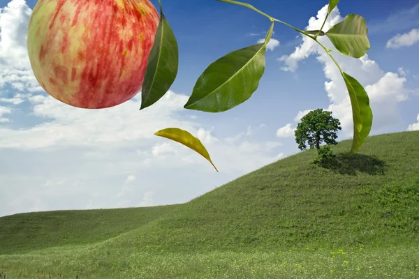 Paesaggio di mele — Foto Stock