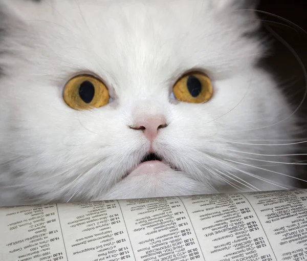 Reading cat — Stock Photo, Image