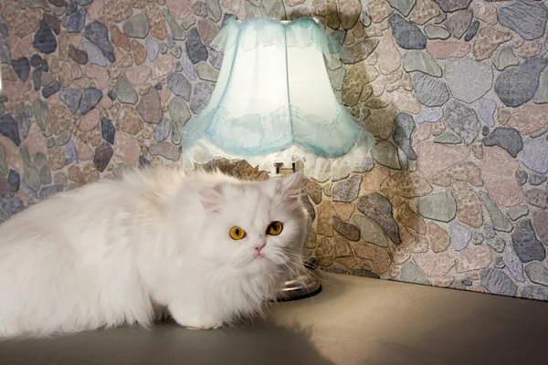 Bílá perská kočka poblíž lampu na kuchyňský stůl — Stock fotografie
