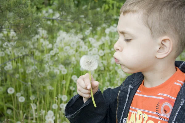 stock image Little boy blows on a dandelion