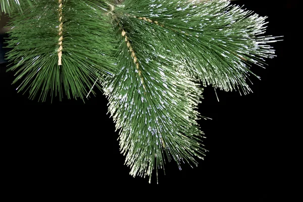 Branch of the fir tree in the dark — Stock Photo, Image