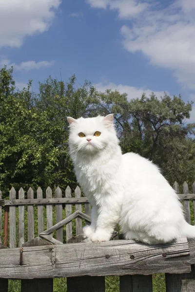 Άσπρη γάτα — Φωτογραφία Αρχείου