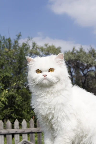 White cat in country — Stock Photo, Image