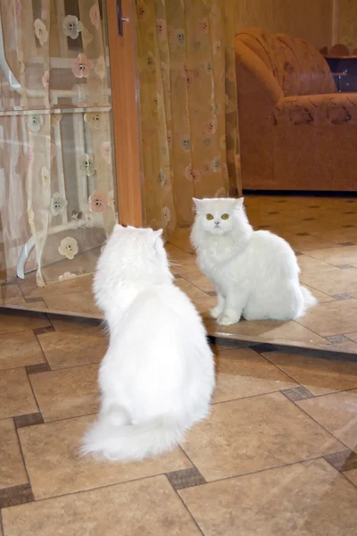 猫と反射 — ストック写真