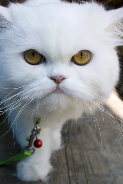 Witte kat — Stockfoto