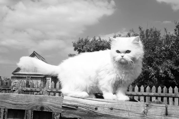Vit katt — Stockfoto