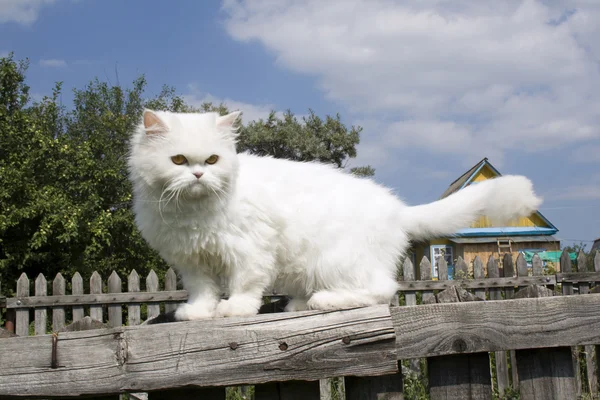 白猫 ストック画像