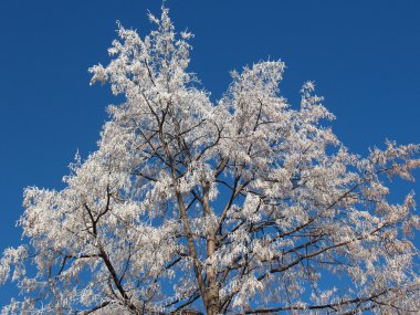 kırağı