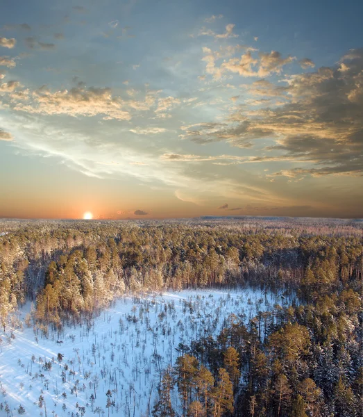 Západ slunce v hlubokých lesích — Stock fotografie