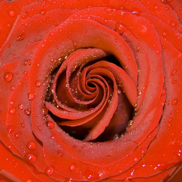 Rosa bagnata — Foto Stock