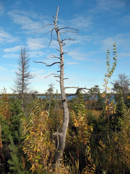 Dry tree — Stock Photo, Image