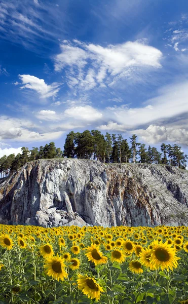 Sunflowers landscape — Stock Photo, Image