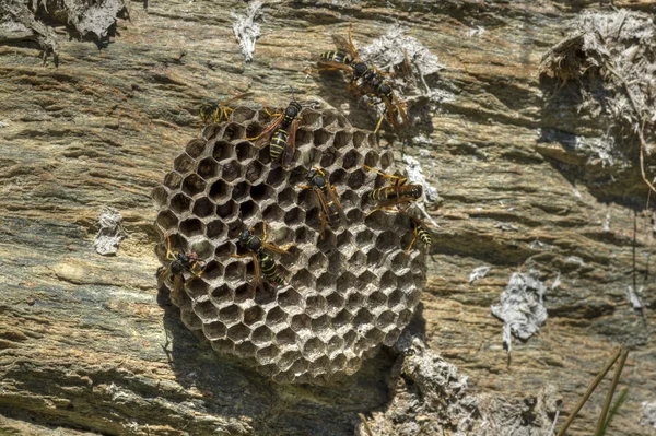 Wasp nest 03 — Stock Photo, Image