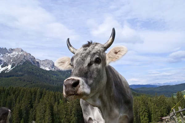 Горная корова 3 — стоковое фото
