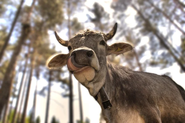 Горная корова 6 — стоковое фото