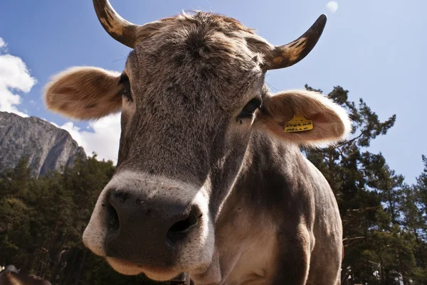 Горная корова 9 — стоковое фото