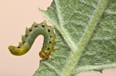 sawfly larvalar 03