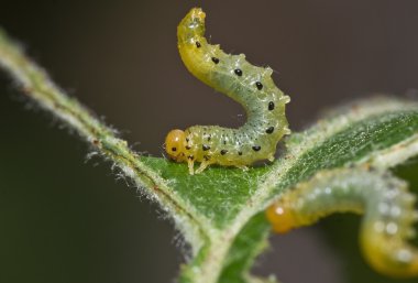 Sawfly larvae 06 clipart