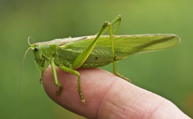 Great green bush cricket 1 clipart