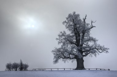 Oak in winter 2011 clipart