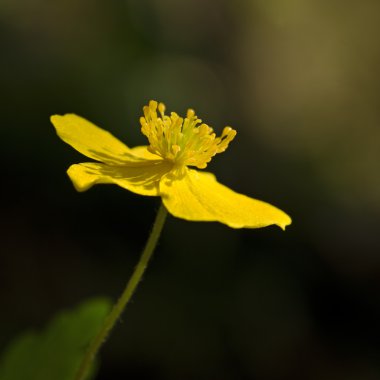 sürünen buttercup 1