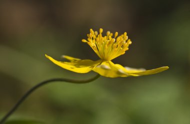 Creeping buttercup 2 clipart