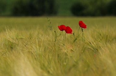 Poppy field 011 clipart