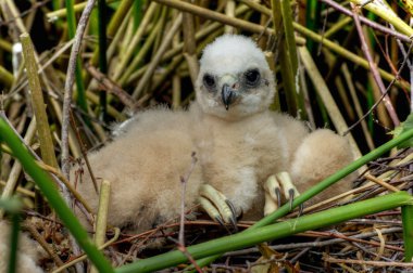 Marsh Harrier 01