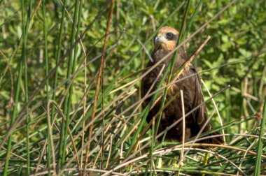 Marsh Harrier 04