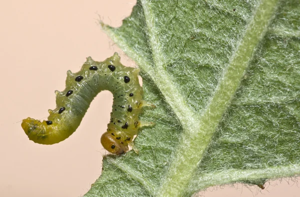 Sawfly larvae 03 — Stock Photo, Image